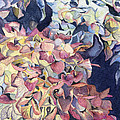 Hydrangeas