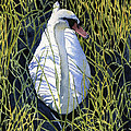 Mute Swan